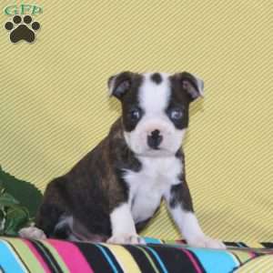 Austin, Boston Terrier Puppy